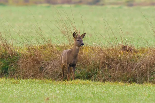 Young Roebuck Stands Meadow Autumn — стоковое фото