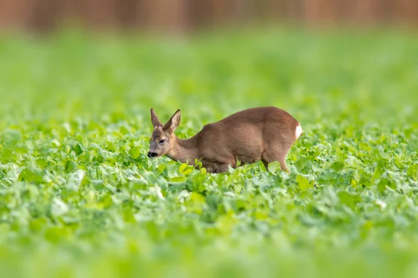 Young Roebuck Stands Green Field Spring — Stock Photo, Image