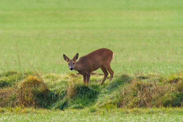 Beautiful Deer Doe Standing Meadow Spring — Photo