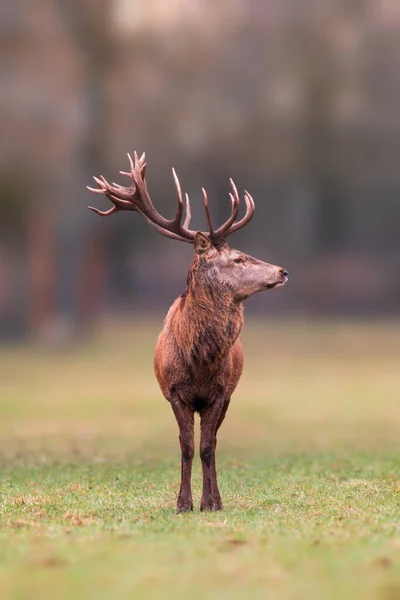 Handsome Red Deer Buck Stands Meadow — Φωτογραφία Αρχείου