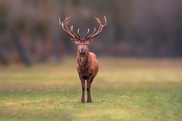 Handsome Red Deer Buck Stands Meadow — ストック写真