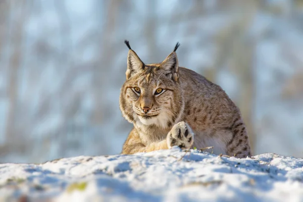 stock image one handsome lynx in snowy winter forest