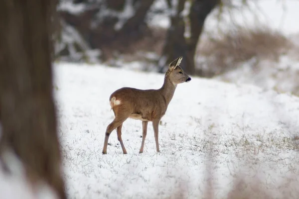 Adult Roe Deer Doe Stands Frozen Field Winter — Fotografia de Stock