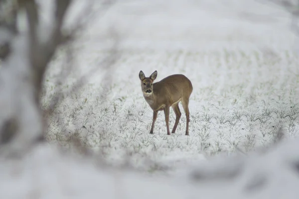 Adult Roe Deer Doe Stands Frozen Field Winter — Zdjęcie stockowe