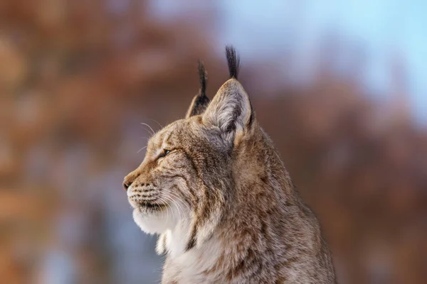 One Handsome Lynx Snowy Winter Forest — Stockfoto