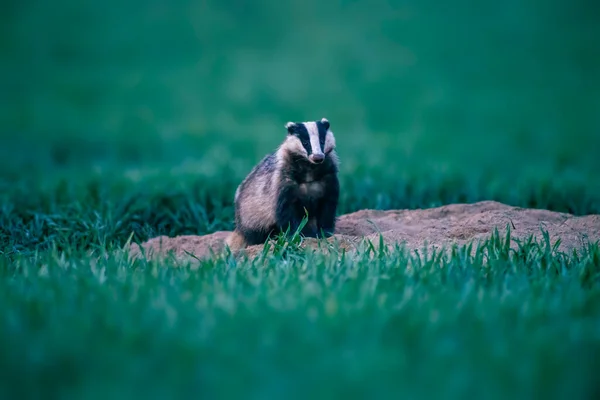 Badger Sits Its Burrow Wheat Field Dusk — Stock fotografie