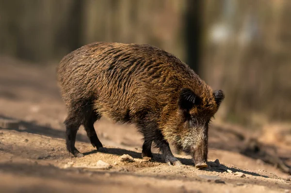One Wild Boar Deciduous Forest Autumn — 스톡 사진