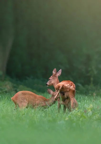 Deer Doe Her Fawn Meadow Summer — Photo