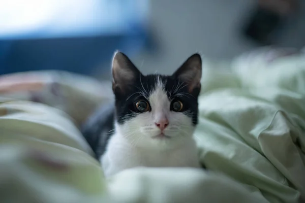Young Cute Kitten Curiously Looks Camera — Φωτογραφία Αρχείου