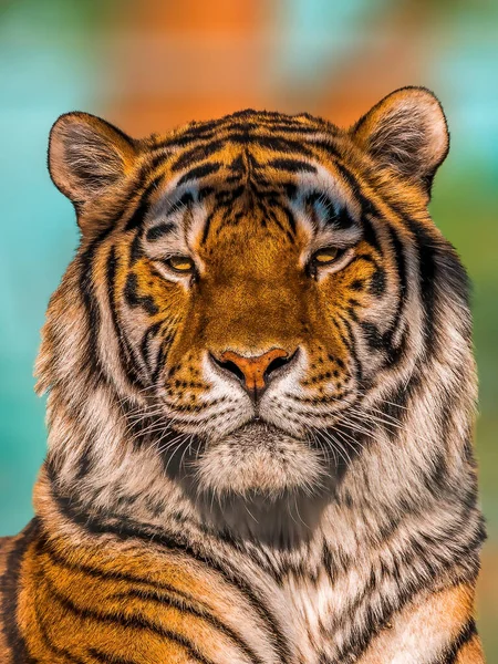One Portrait Pretty Young Tiger — Fotografia de Stock