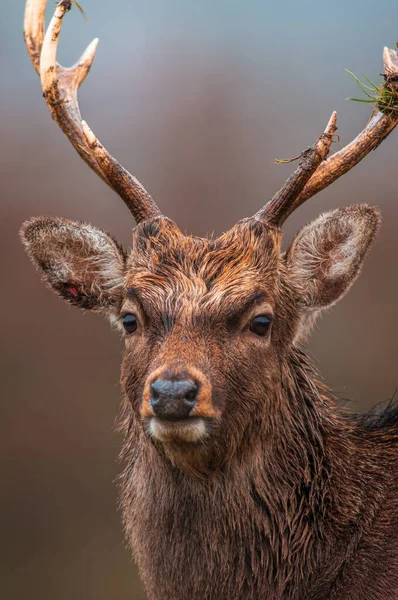 Portrait Pretty Red Deer Buck — 스톡 사진