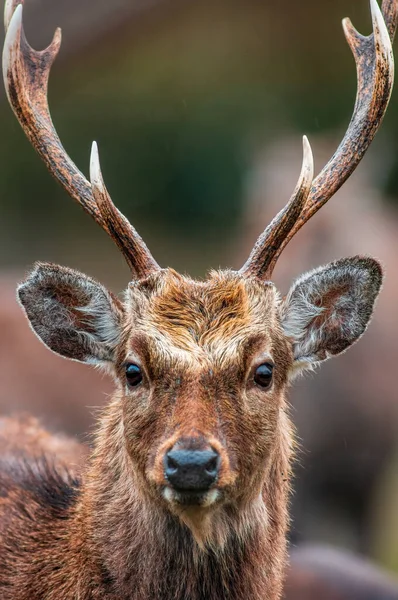Portrait Pretty Red Deer Buck — Φωτογραφία Αρχείου