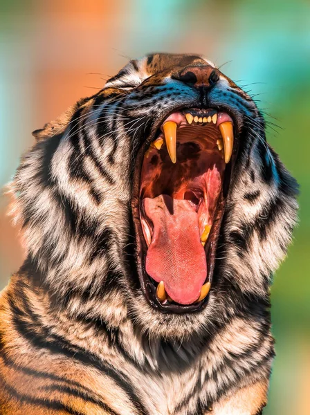 Belo Tigre Mostra Seus Dentes Bocejos — Fotografia de Stock