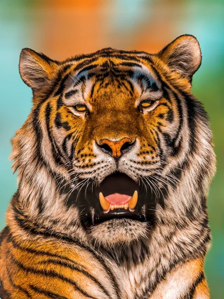 Handsome Tiger Shows His Teeth Yawns — Stock Photo, Image