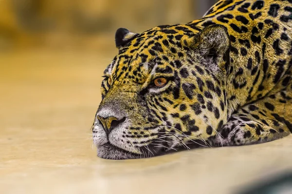 Jaguar Laying Relaxing — Fotografia de Stock