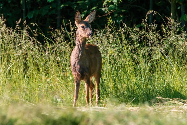 Beautiful Roe Deer Doe Stands Meadow Summer — Stockfoto