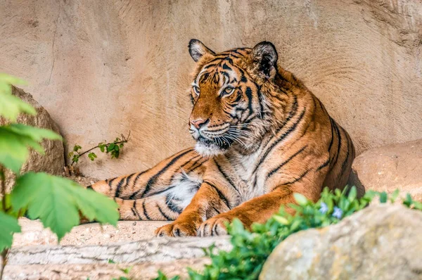 ハンサムな若い虎が横になってリラックスしています — ストック写真