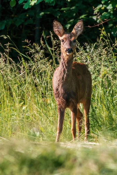 Beautiful Roe Deer Doe Stands Meadow Summer — Φωτογραφία Αρχείου
