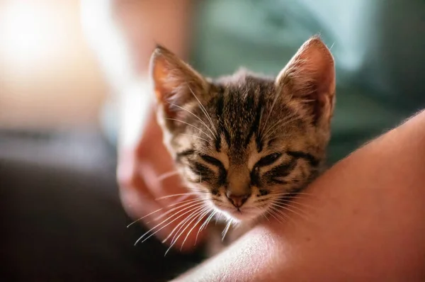 Young Cute Kitten Cuddles His Human — Foto de Stock