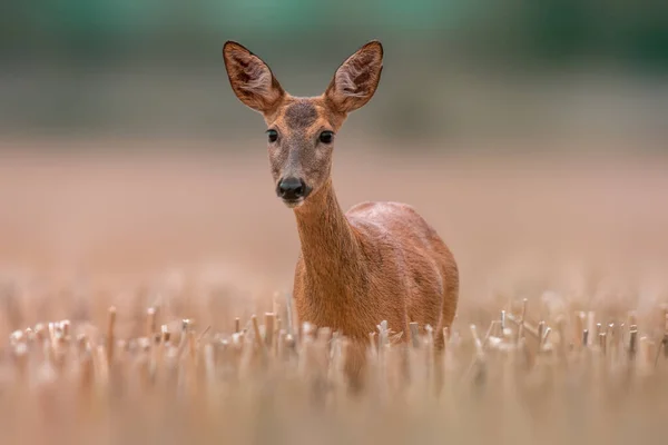 Beautiful Roe Deer Doe Stands Harvested Field Summer — Φωτογραφία Αρχείου