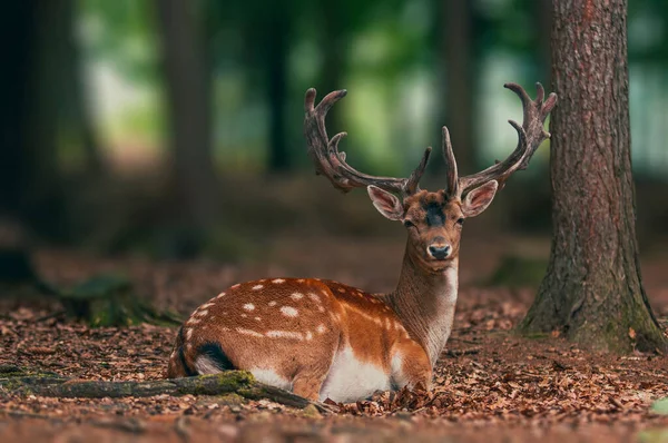 一头漂亮的小鹿正坐在森林里休息 — 图库照片