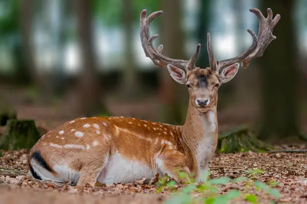 一头漂亮的小鹿正坐在森林里休息 — 图库照片
