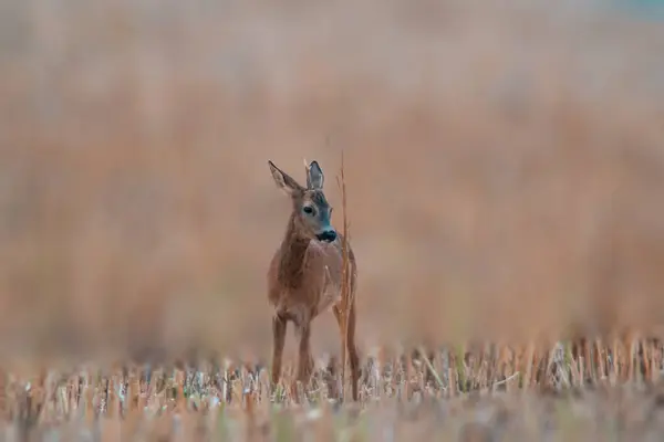 Young Roebuck Stands Harvested Field Summer — Stockfoto