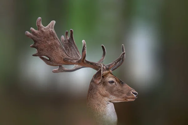 Portrait Pretty Fallow Deer Buck — Stock Photo, Image