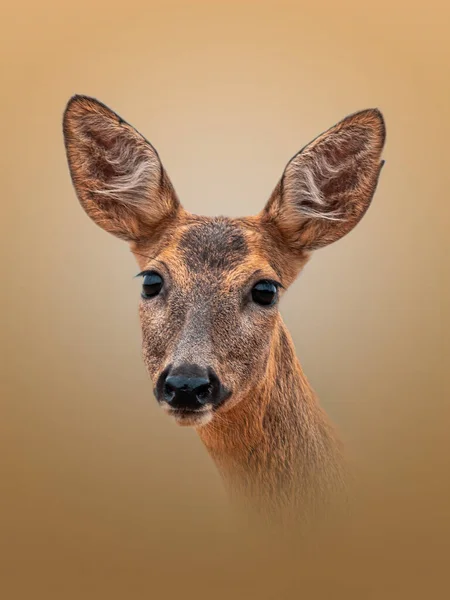 Colorful Portrait Beautiful Deer Doe — Φωτογραφία Αρχείου
