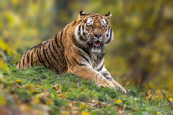 ハンサムな若い虎が横になってリラックスしています — ストック写真