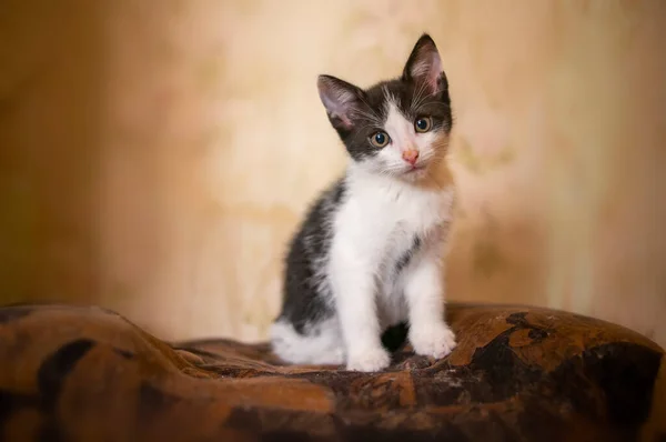 Młody Słodkie Kotek Ciekawie Patrzy Aparat — Zdjęcie stockowe