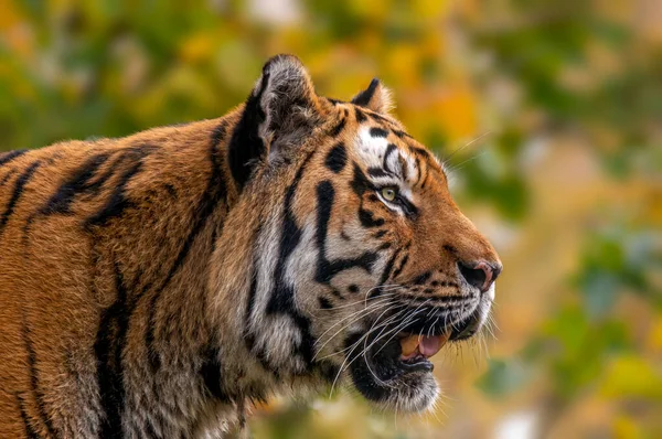 One Portrait Very Pretty Young Tiger — Stockfoto
