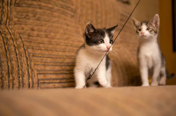 Playful Young Kitten Siblings Romping — Foto de Stock