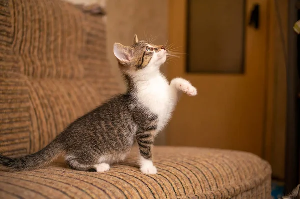 Young Cute Kitten Playing His Human — Stockfoto