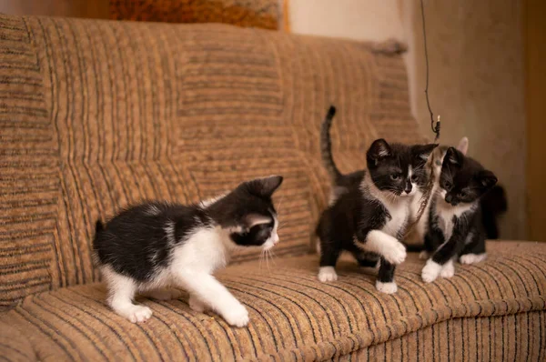 Playful Young Kitten Siblings Romping — Foto Stock