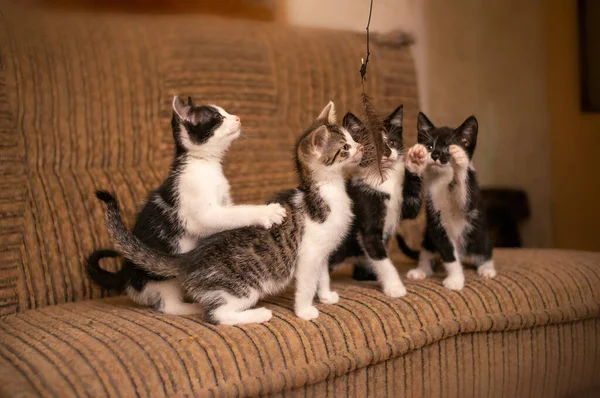 Oyuncu Genç Yavru Kediler Etrafta Hoplayıp Zıplıyorlar — Stok fotoğraf