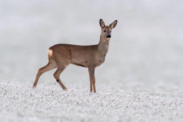 Young Roebuck Stands Snowy Field Winter — 스톡 사진
