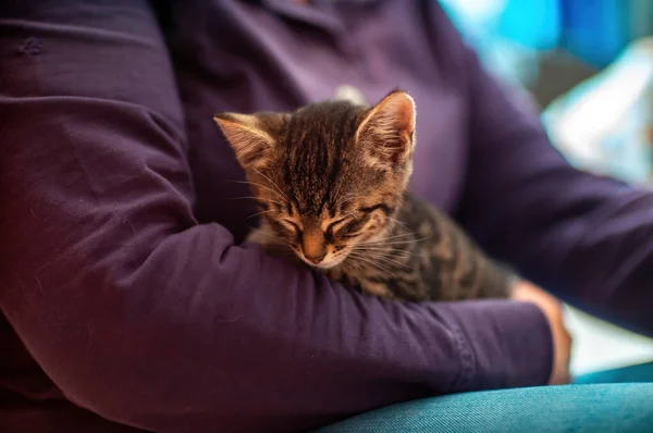Young Cute Kitten Cuddles His Human — Φωτογραφία Αρχείου