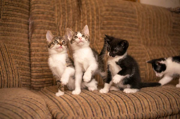 Playful Young Kitten Siblings Romping — стоковое фото