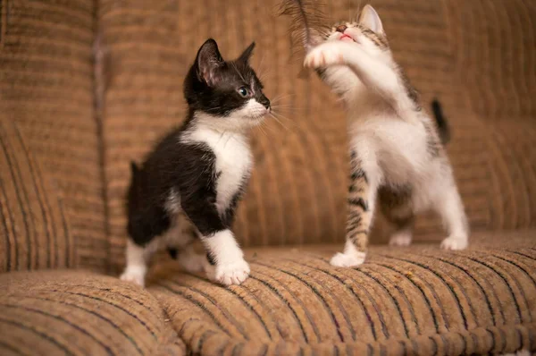 Zabawy Młody Kociak Rodzeństwo Kołysząc Się Wokoło — Zdjęcie stockowe