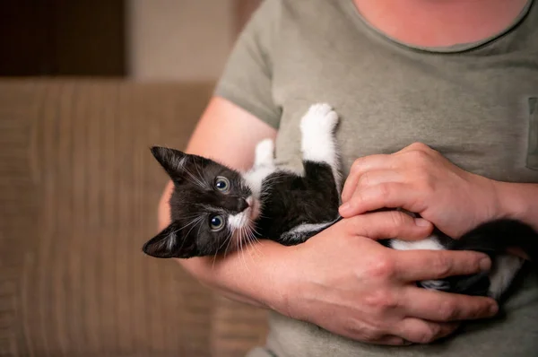 Młody Słodkie Kotek Przytula Jego Człowiek — Zdjęcie stockowe