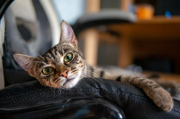 Young Pretty Adult Cat Looks Relaxed Camera — Fotografia de Stock