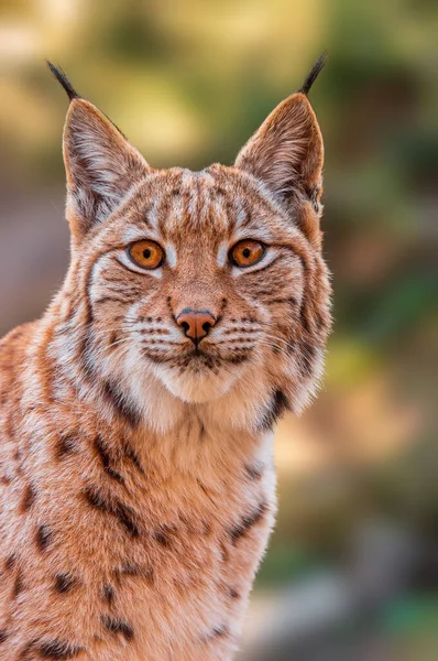 Handsome Lynx Stays Colorful Spring Forest — Fotografia de Stock