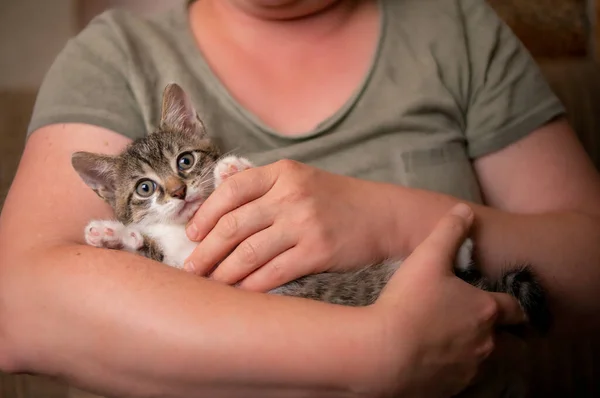 stock image a young cute kitten cuddles with his human