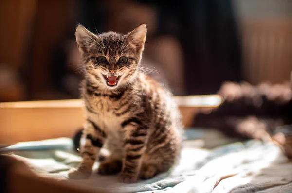 One Young Cute Kitten Meows Camera — Zdjęcie stockowe