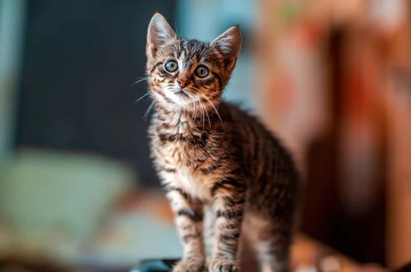 Young Cute Kitten Curiously Looks Camera — Stock Photo, Image