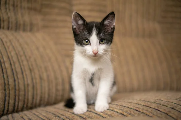 Young Cute Kitten Curiously Looks Camera — Zdjęcie stockowe