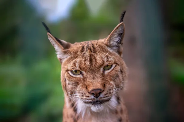 Handsome Lynx Stays Colorful Spring Forest — Stock Photo, Image