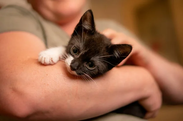 Young Cute Kitten Cuddles His Human — Stockfoto