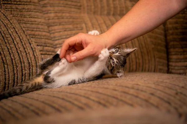 Genç Sevimli Bir Kedi Yavrusu Insanla Oynuyor — Stok fotoğraf